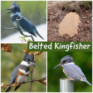 Belted Kingfisher